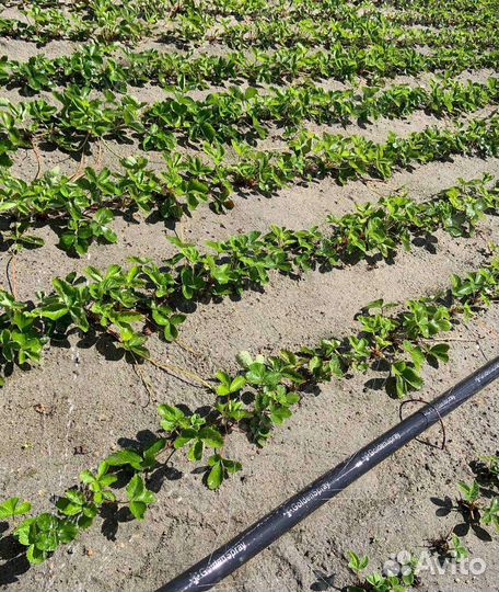 Рассада клубники оптом фриго