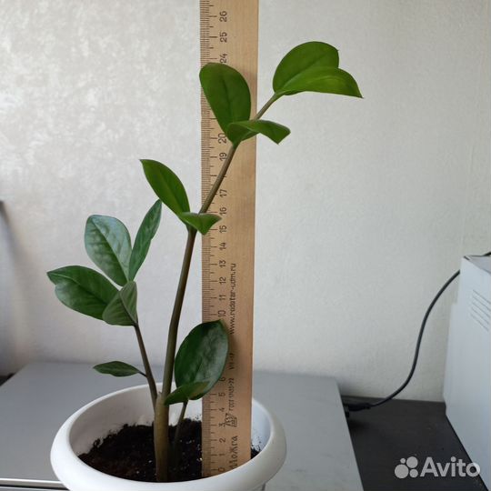 Замиокулькас