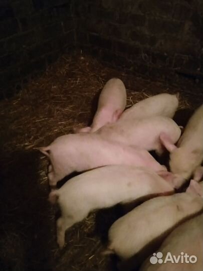 Поросята
