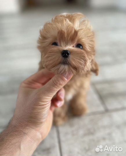 Мальтипу micro