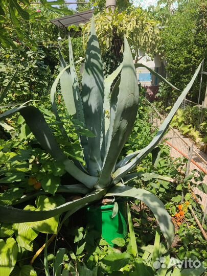 Агавы многолетние