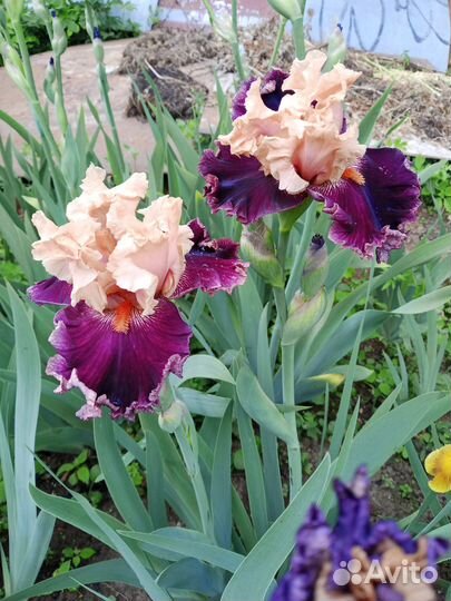 Ирисы бородатые сортовые