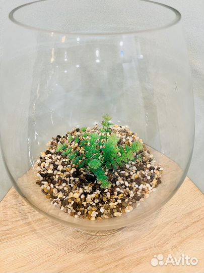 Аквариум в виде бокала