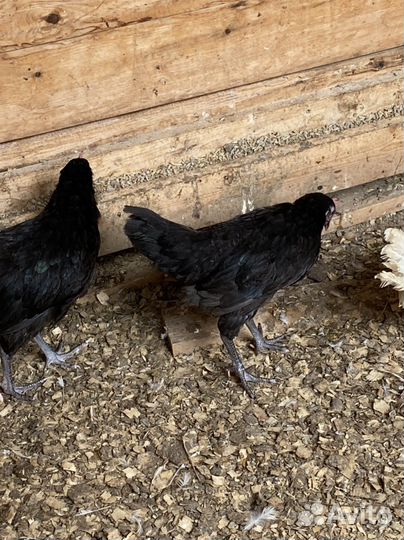 Петушки синь синь дянь