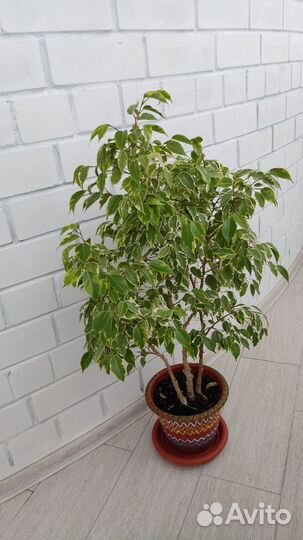 Фикус бенджамина большой
