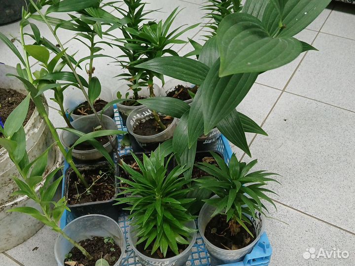 Лилии восточные хокус покус (саженцы)