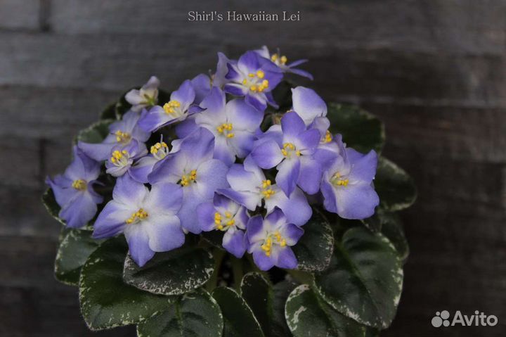 Детки мини фиалок