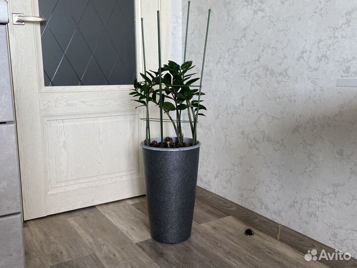 Замиокулькас (долларовое дерево) + кашпо