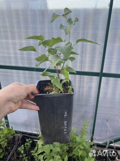 Сирень махРовая