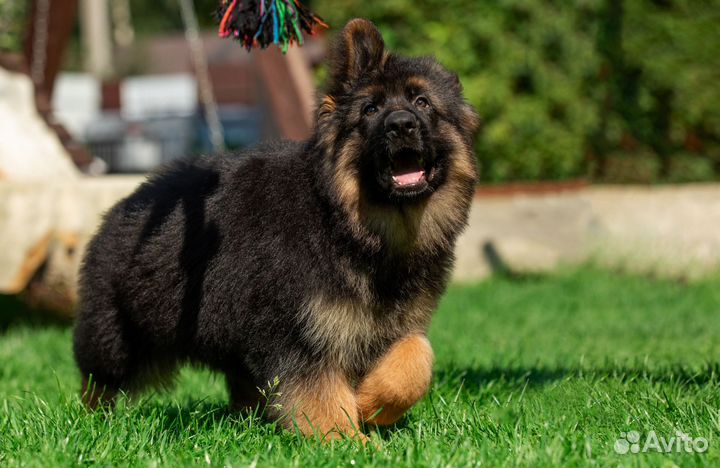 Немецкая овчарка длинношерстная