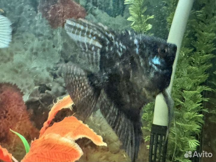 Склярия черный годовалый