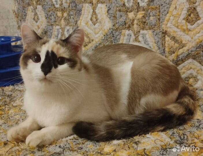 Котодевочка ищет семью