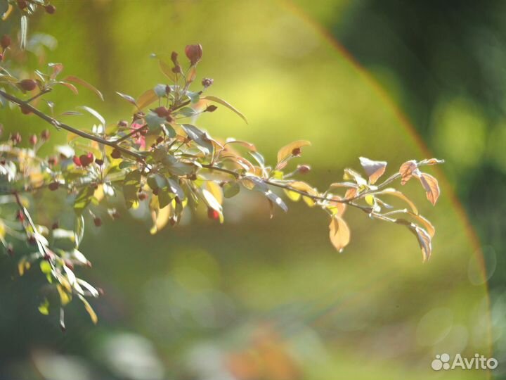 Гелиос 40 2 М42 (+micro43)