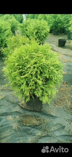 Туя смарагд