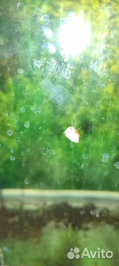 Аквариумные улитки ампулярии