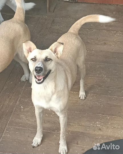 Собака в добрые руки