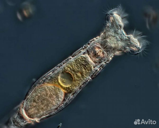 Стартовый корм для рыбок