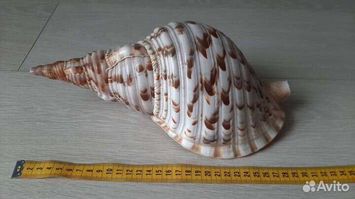 Раковина морская