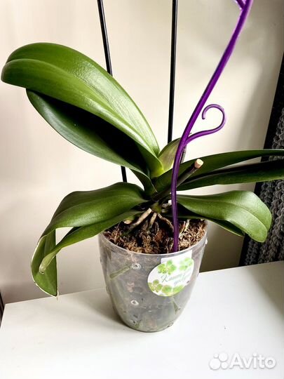 Орхидея Фаленопсис