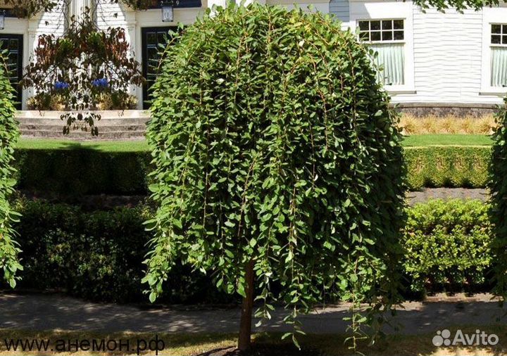 Ива Плакучая штамб