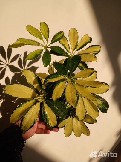 Филодендрон бразил, шефлера вариегатная