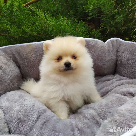 Померанский шпиц мальчик