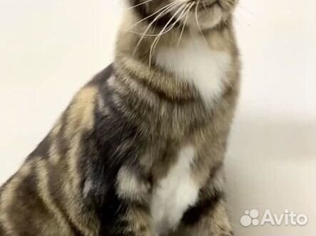 Стрижка кошек