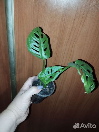 Монстера фридрихшталя