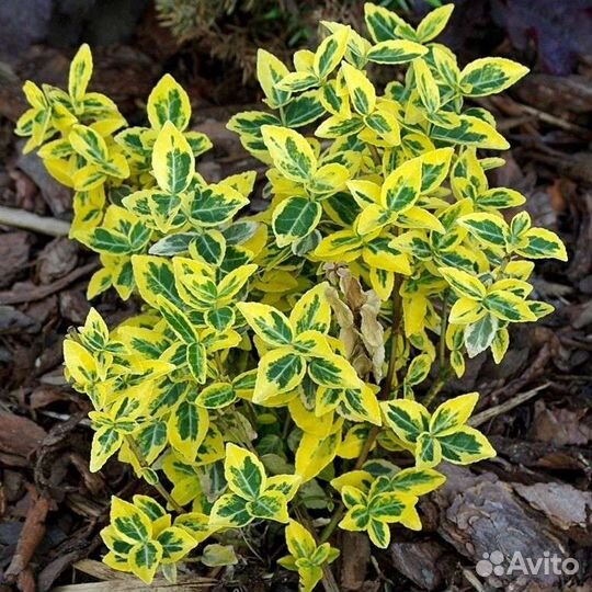 Бересклет форчуна