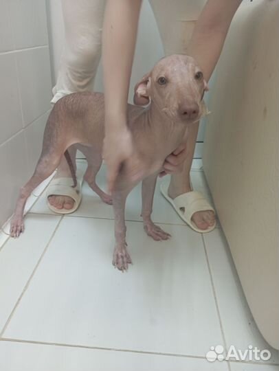 Ксолоитцкуинтли