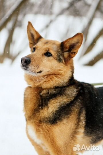 Рыжая красавца-собака Айка ищет семью