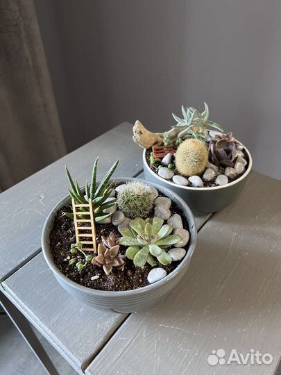 Кактусы и суккуленты