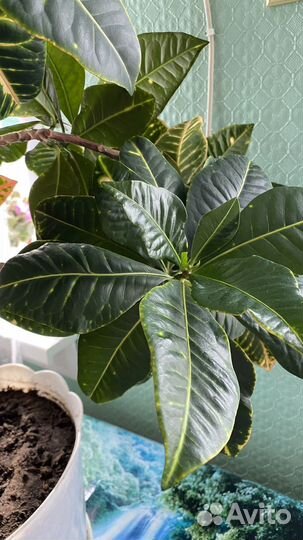 Кротон Петра