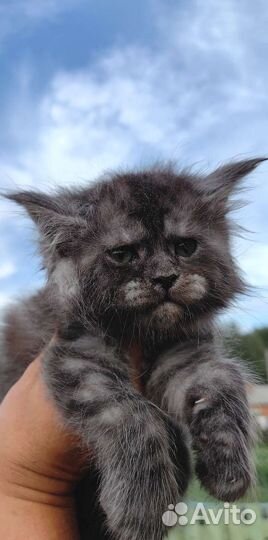 Котята мейн-кун