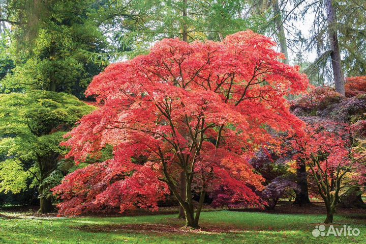 Клен Гиннала