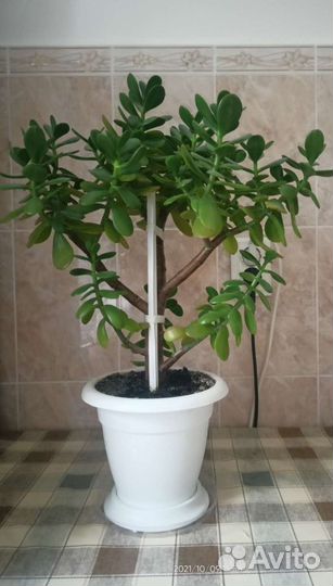 Крассула толстянка