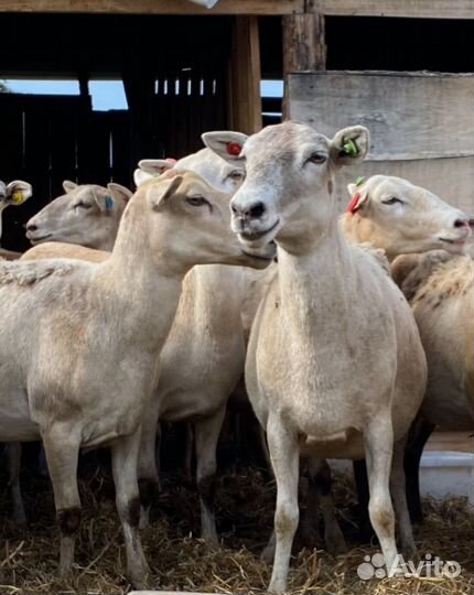 Катумские овцы ягнята