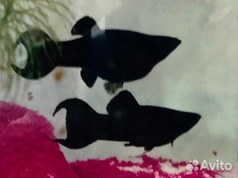 Мальки моллинезии чёрной лирохвостой