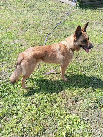 Собака Бельгийская овчарка в добрые руки даром