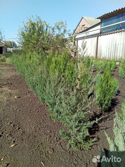 Можжевельник, туя