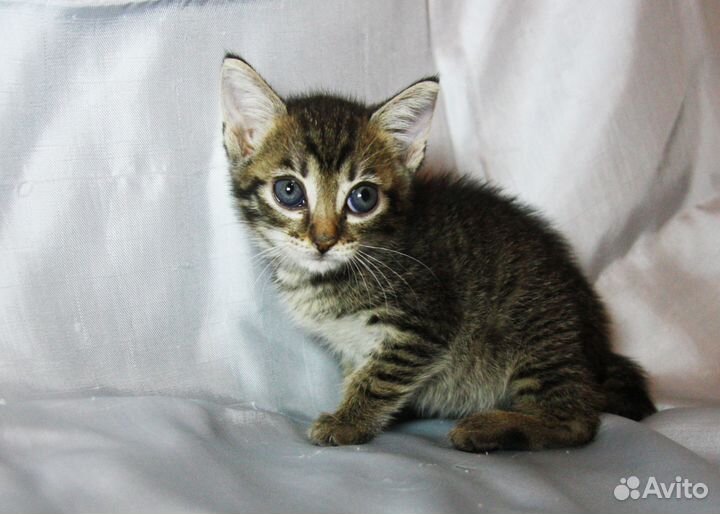 Маленькая девочка 1.5 мес в дар