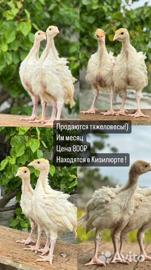 Индюшата Хайбриды