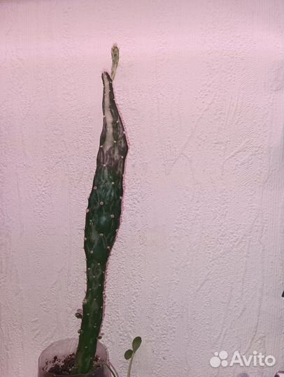 Опунция кактус