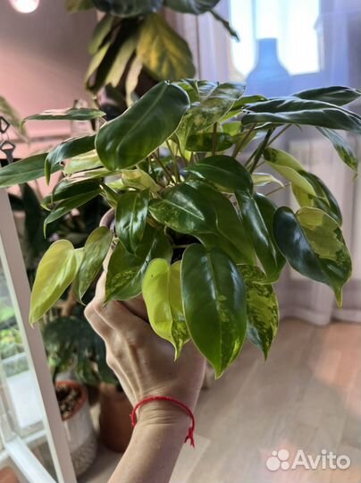 Philodendron burle marx variegated