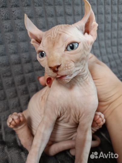 Эльф канадский