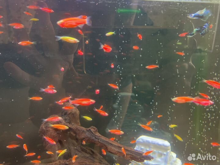 Аквариумные рыбки данио