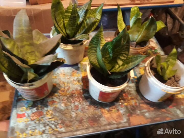 Сенцеверия растениее