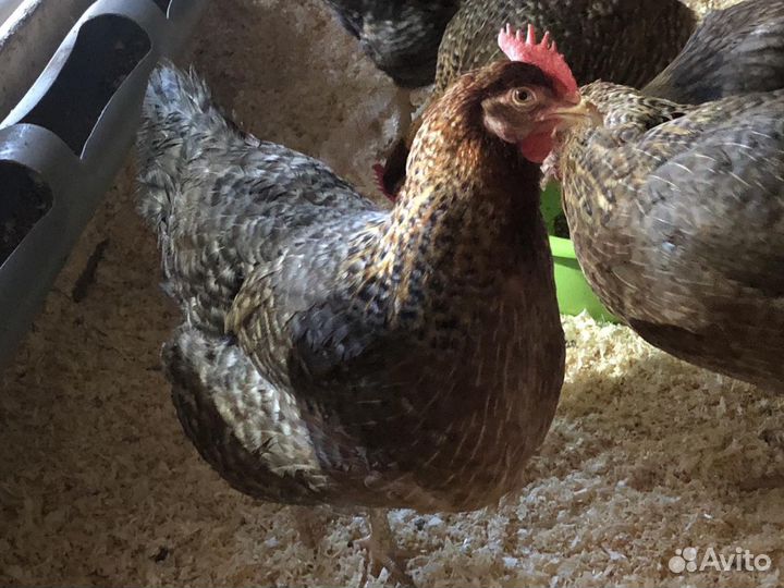 Билефельдер, Амераукана, Виандот, Кучинская