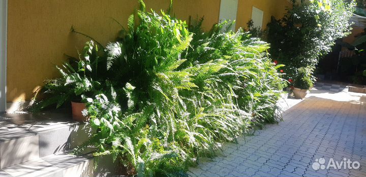 Папоротники