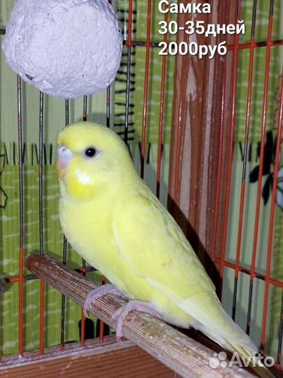 Волнистый попугай